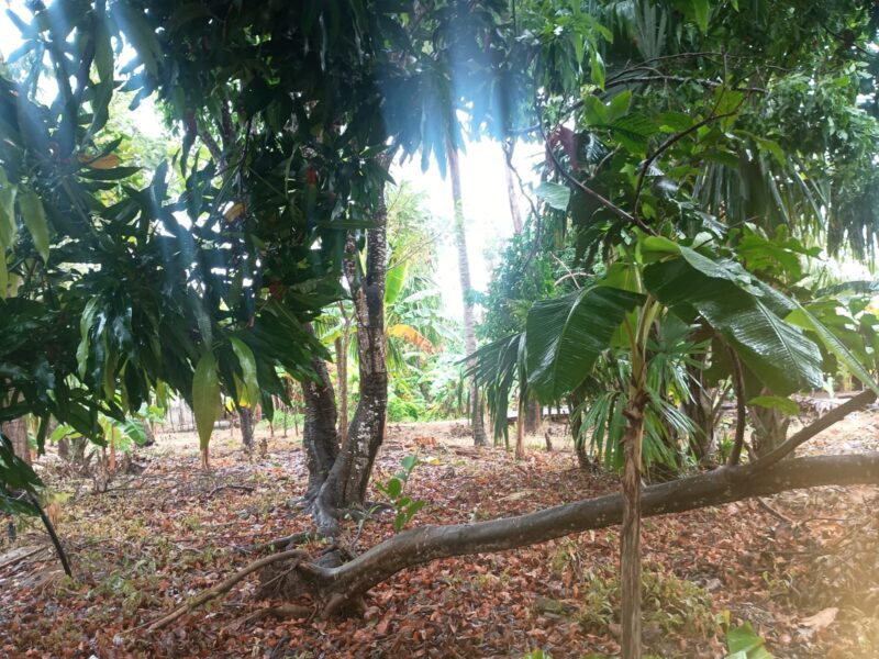 DOS LOTES EN VENTA – RIMINI, KM 15, SAN BERNARDO DEL VIENTO, CÓRDOBA